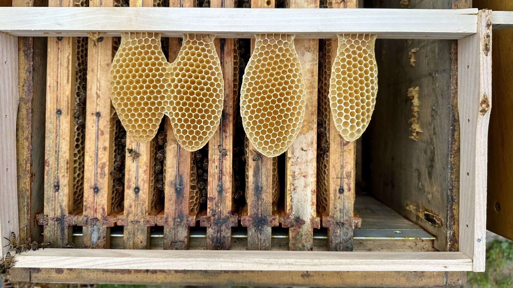Naturbauwaben: So bauen die Bienen ohne Vorgaben