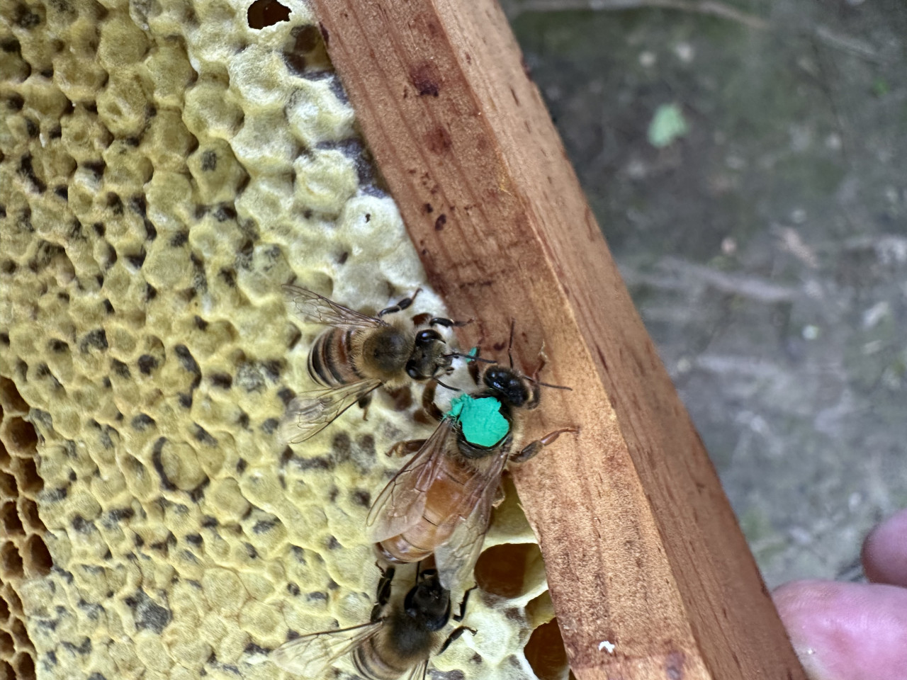 Hybridkönigin aus Kärntner Biene und Ligustca