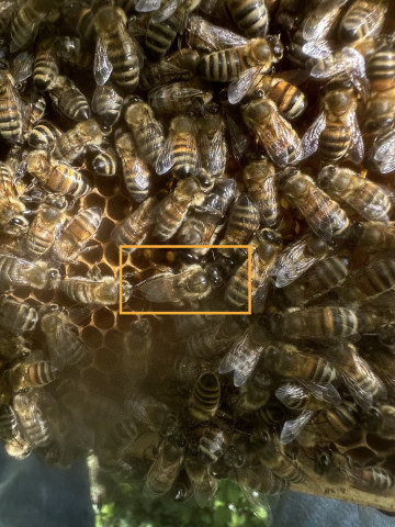 Varroa bekämpfen - nur durch Zucht
