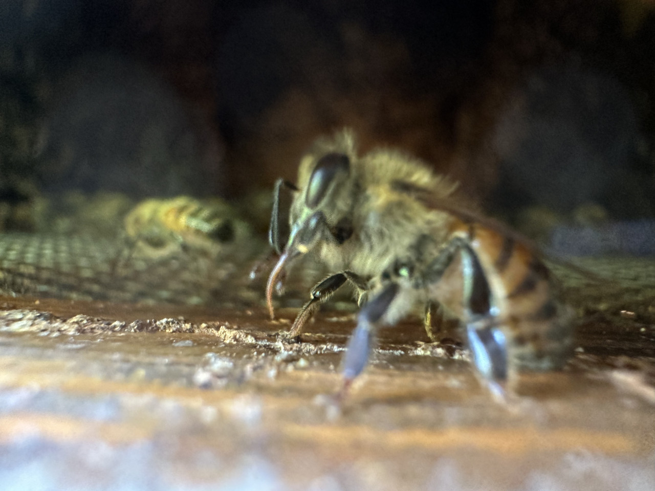 Rüsselputzende Arbeiterin der italienischen Biene
