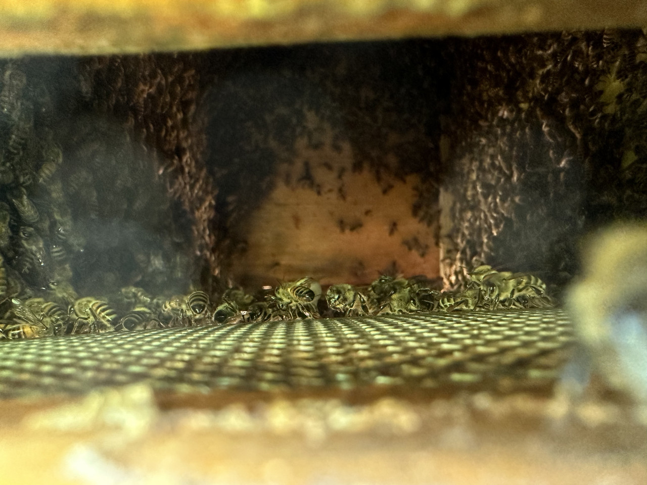 Schwarmbildung innerhalb der Bienenbeute