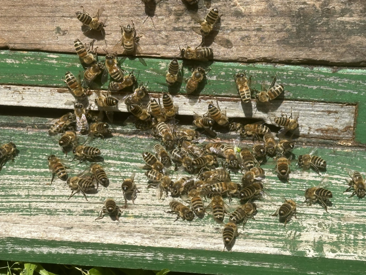 schwänzelnde_Bienen